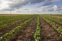 RRXCottonTexas_cdp_4193