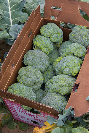 Broccoli_Harvest_CA_0037