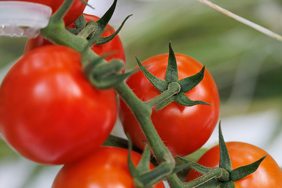 Tomato_Pelligrino_85