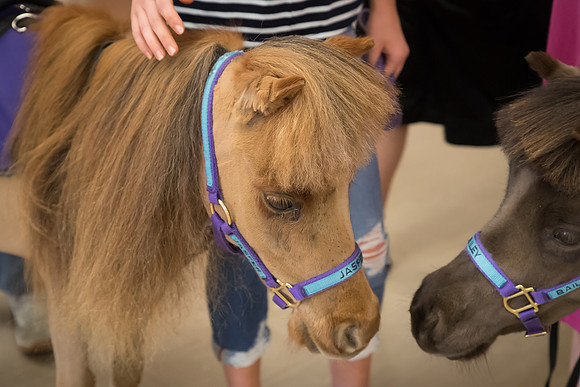 AmericasFarmers_HeartlandMiniHorses_583