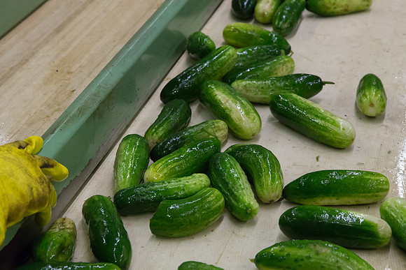 PicklingCucumber_Vlaspik_Processing_MI_0136