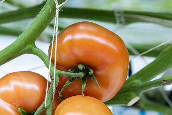 Tomatoes_DRTH5066_24