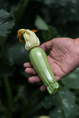 Squash_Adelita_MX_0070