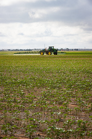 RRXCottonTexas_cdp_5306