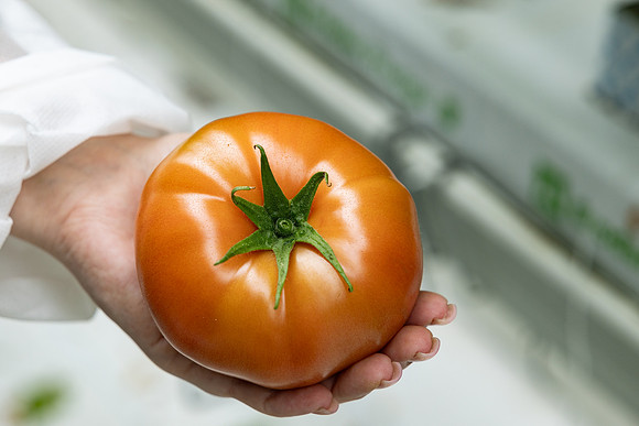 Tomatoes_DRTH5069_51