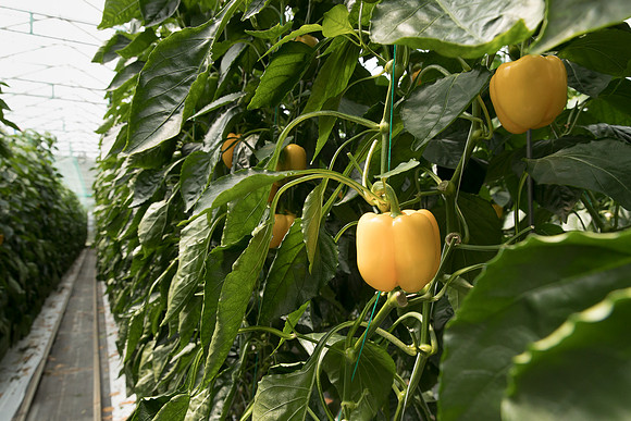 Peppers_DR1329PB_0061