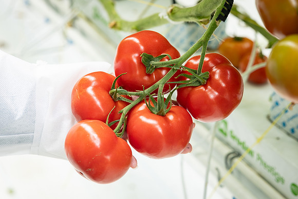 Tomatoes_DRTH1054_61