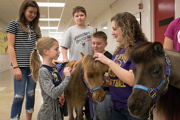 AmericasFarmers_HeartlandMiniHorses_558