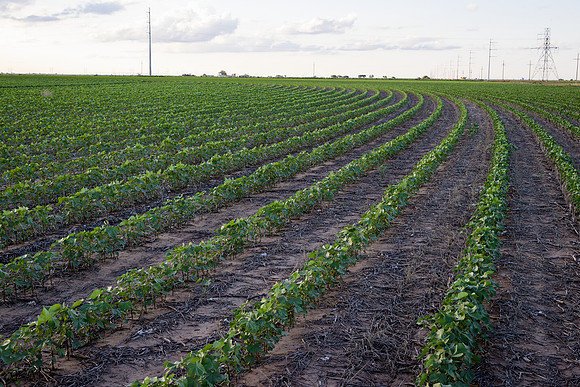 RRXCottonTexas_cdp_4288