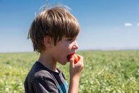 Tomato_SV8516TM_CA_00015