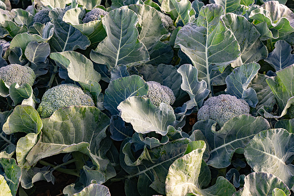 Eiffel_Brocolli_39