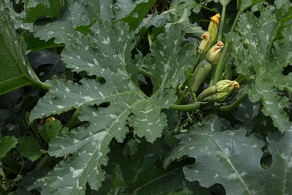 Squash_Adelita_MX_0012
