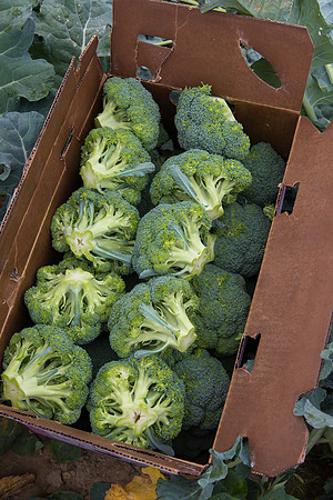 Broccoli_Harvest_CA_0043