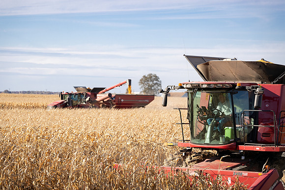 NL_Corn_Harvest_2019_c_311