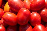 Tomato_SV2493TM_CA_00006