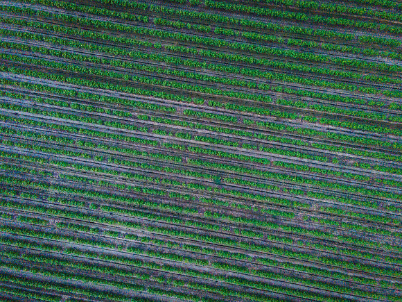 RRXCottonDelta_cdp_5