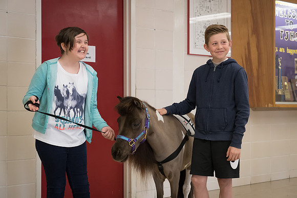 AmericasFarmers_HeartlandMiniHorses_588
