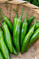 HotPepper_DonVincente_MX_0023