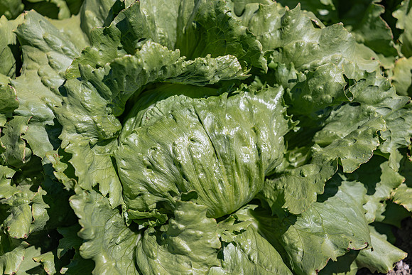 Slotmasher_Lettuce_18