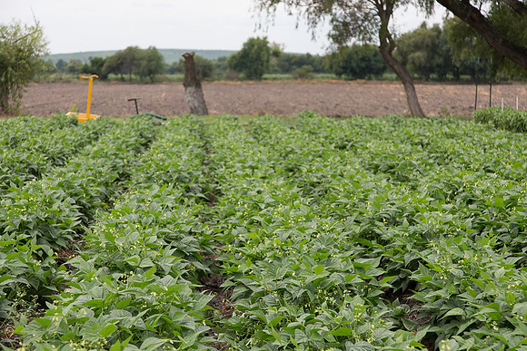 GreenBean_Giolli_MX_0006