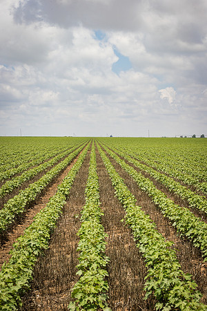 RRXCottonTexas_cdp_5440
