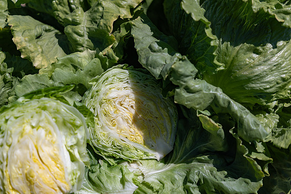 Slotmasher_Lettuce_34