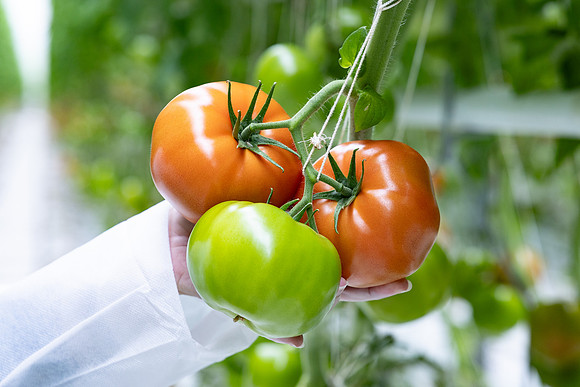 Tomatoes_DRTH5060_18