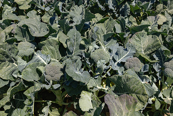 Stratosphere_Brocolli_34