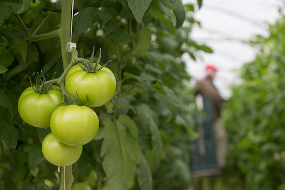 Tomato_Terero_MX_0080