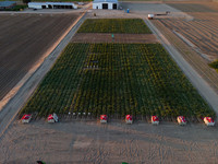 Seminis2022_Idaho_7
