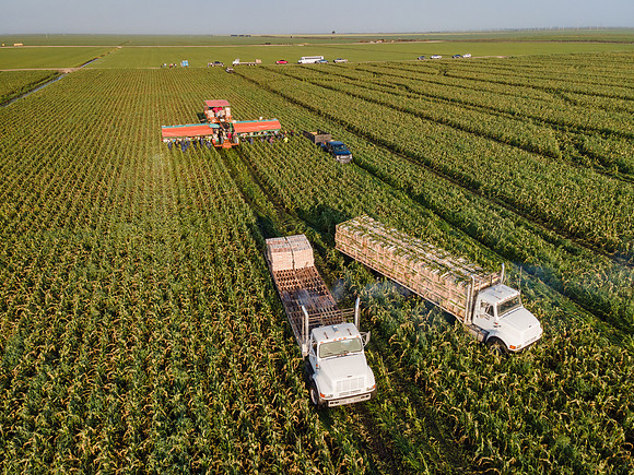 Seminis2022_FL_JEM_1216