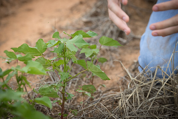 RRXCottonTexas_cdp_5174