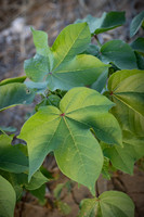RRXCottonTexas_cdp_4276
