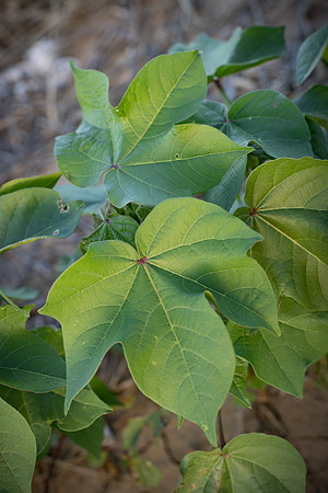 RRXCottonTexas_cdp_4276