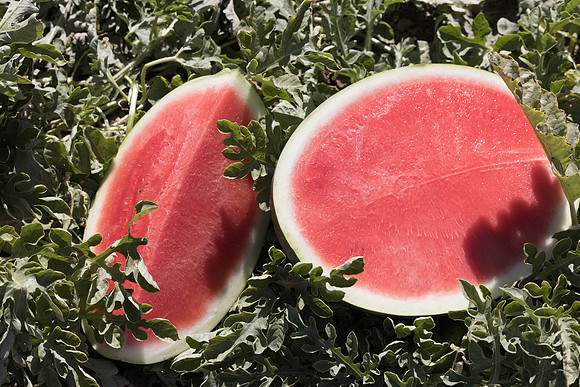 Watermelon_Amazo_5