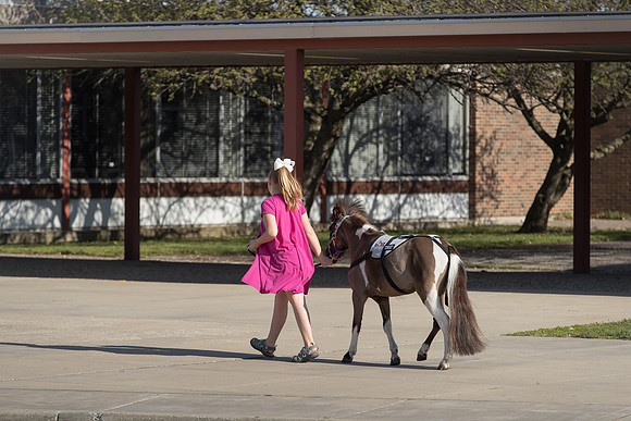 AmericasFarmers_HeartlandMiniHorses_488