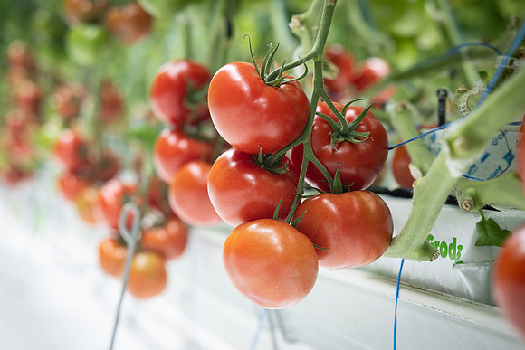 Tomatoes_DRTH1053_29