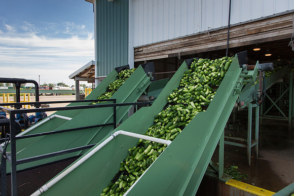 PicklingCucumber_Vlaspik_Processing_MI_0037