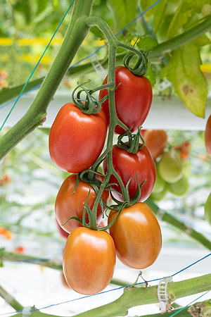 Tomatoes_DRTJ4077_3