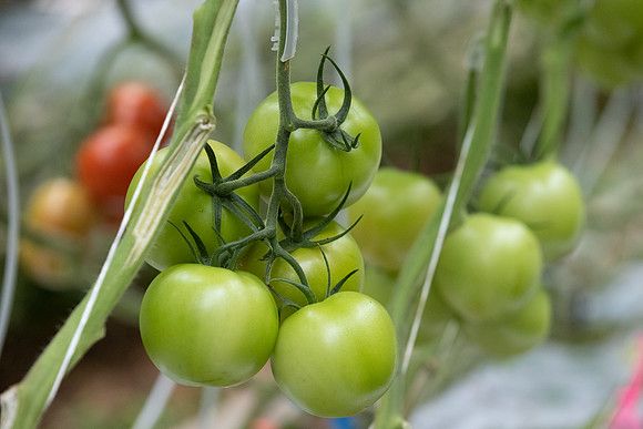 Tomatoes_Bountice_3