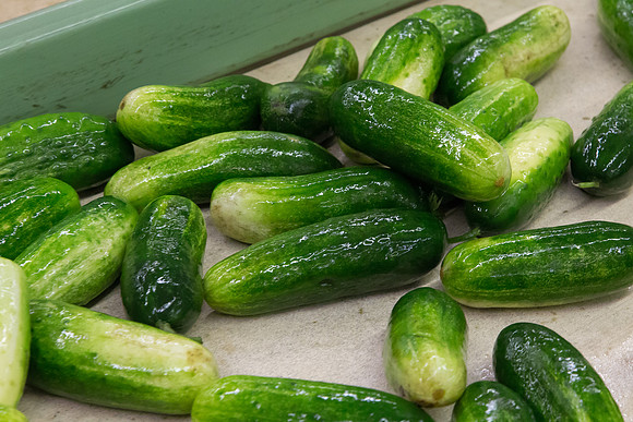 PicklingCucumber_Vlaspik_Processing_MI_0138