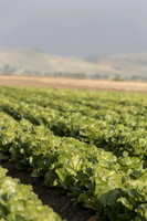 Lettuce_SV2988LG_CA_0039