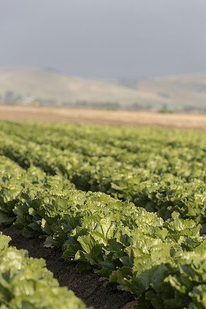 Lettuce_SV2988LG_CA_0039