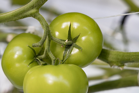 Tomato_Novero_21