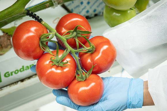 Tomatoes_DRTH1060_27