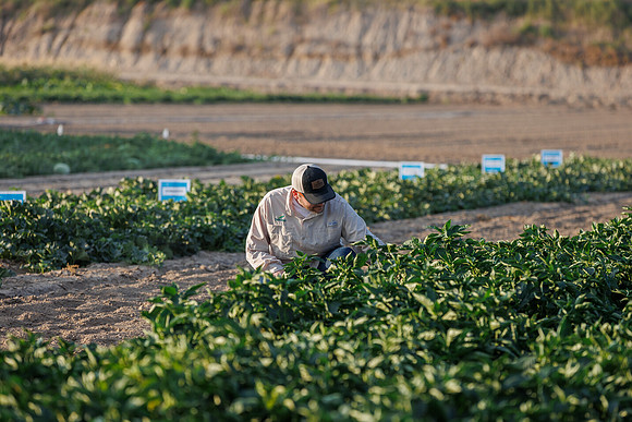 Seminis2022_Idaho_1490
