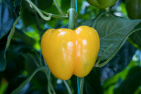 Peppers_SanSiro_0009