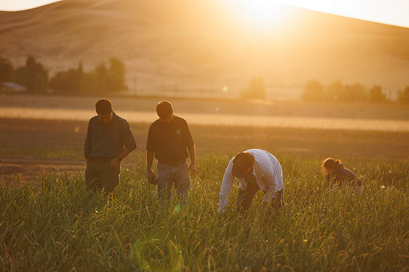 Seminis2022_Idaho_991