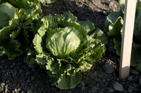 Lettuce_SV0822LG_CA_0006