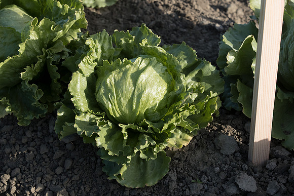 Lettuce_SV0822LG_CA_0006